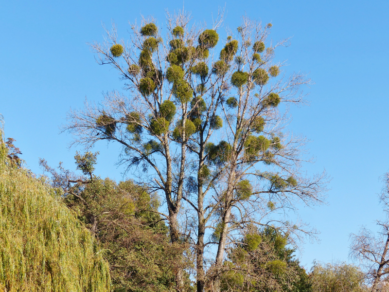 Mistletoe preying on a host